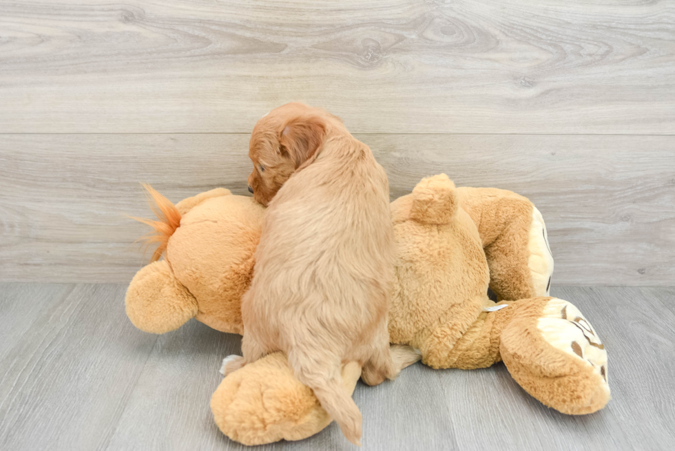 Mini Goldendoodle Puppy for Adoption