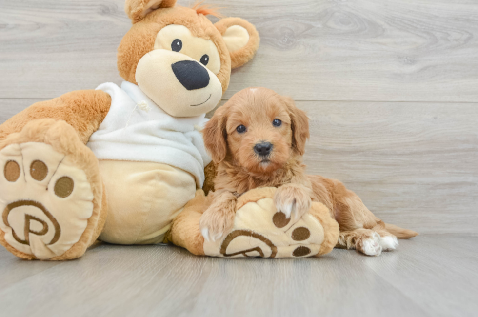 8 week old Mini Goldendoodle Puppy For Sale - Premier Pups