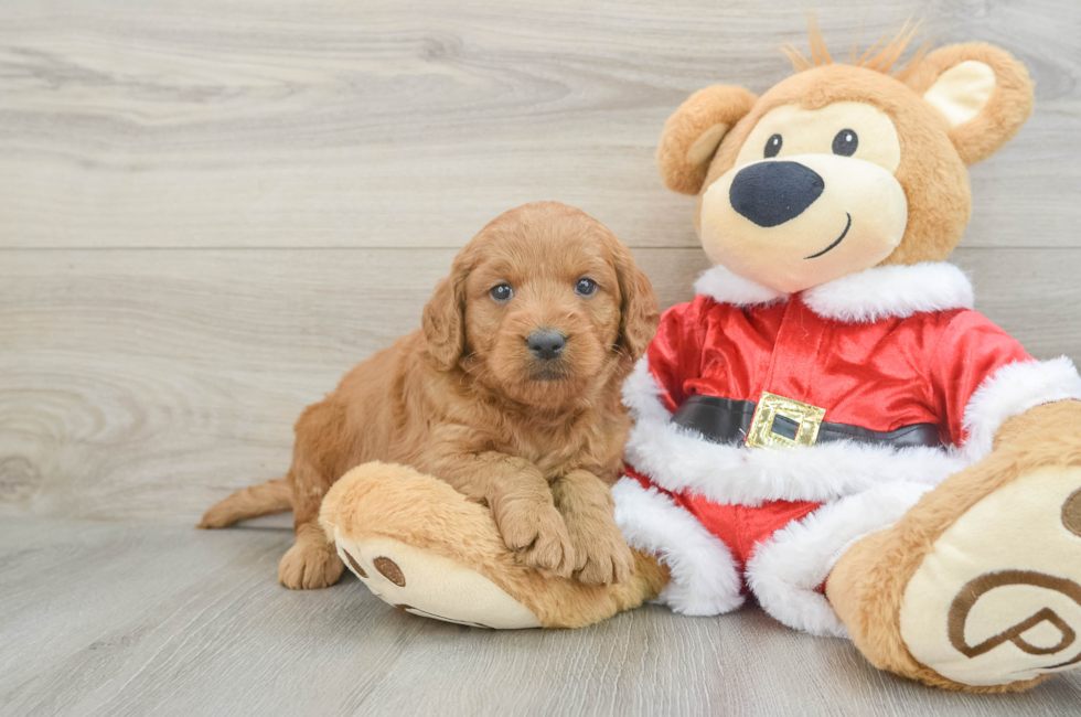 4 week old Mini Goldendoodle Puppy For Sale - Premier Pups