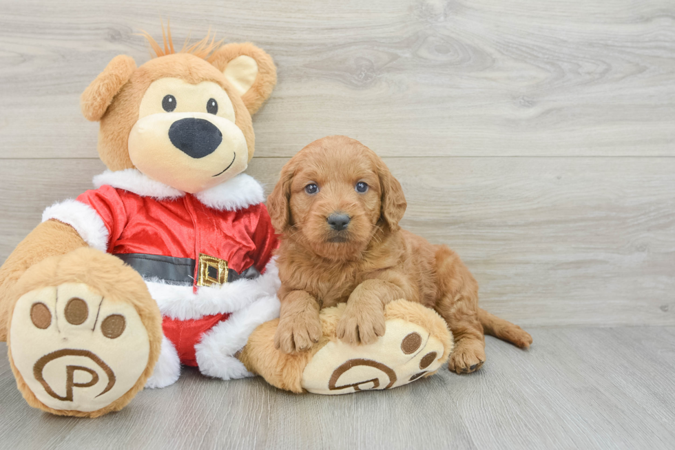 Best Mini Goldendoodle Baby