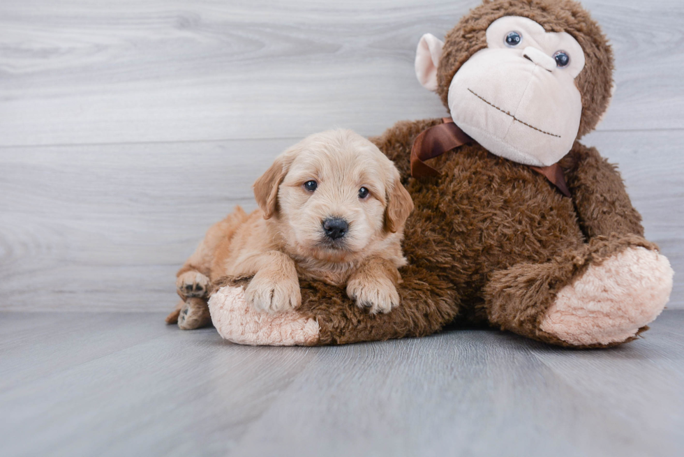 Best Mini Goldendoodle Baby