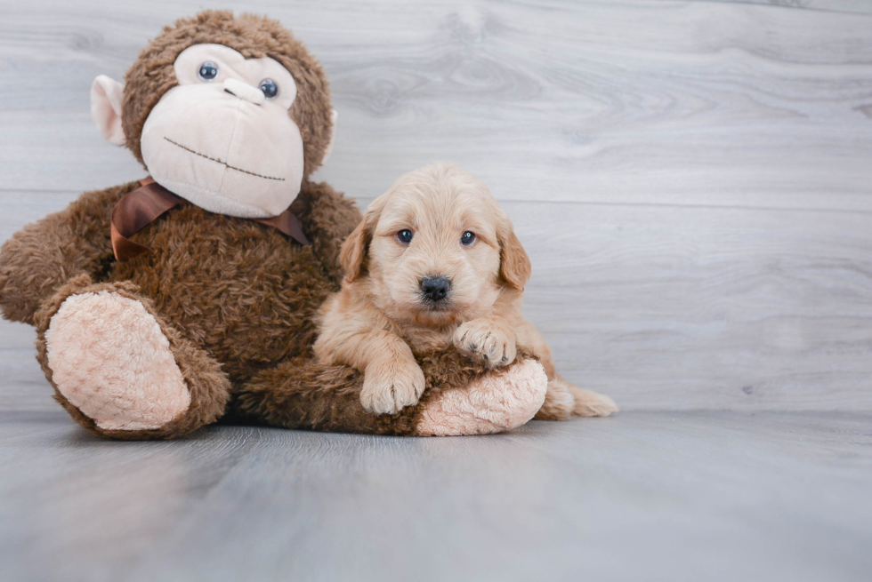 Mini Goldendoodle Pup Being Cute