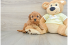 Friendly Mini Goldendoodle Baby