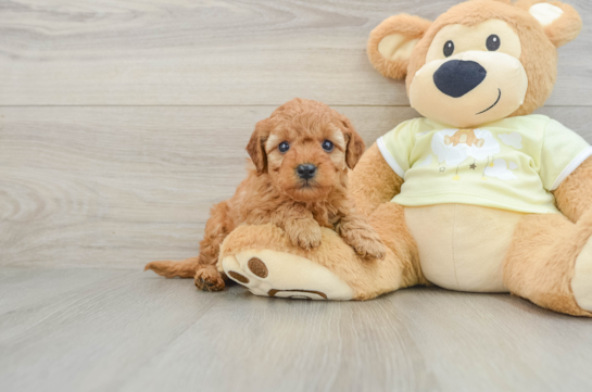 Friendly Mini Goldendoodle Baby