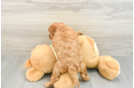 Funny Mini Goldendoodle Poodle Mix Pup