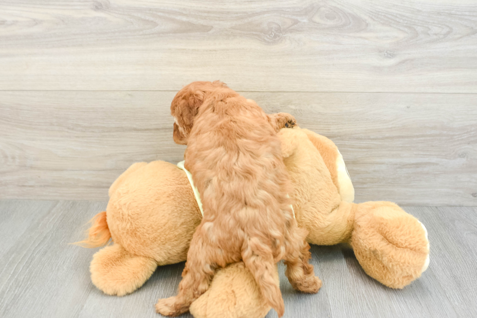 Funny Mini Goldendoodle Poodle Mix Pup