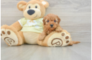Little Mini Goldenpoo Poodle Mix Puppy