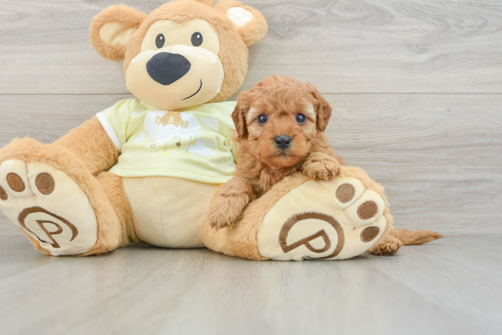 Little Mini Goldenpoo Poodle Mix Puppy