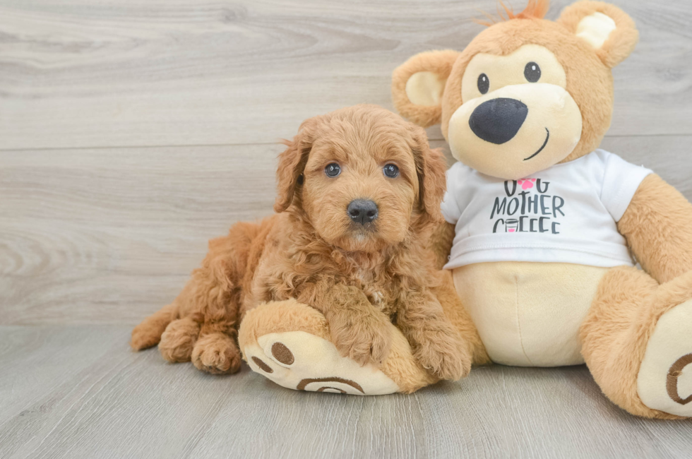 6 week old Mini Goldendoodle Puppy For Sale - Premier Pups