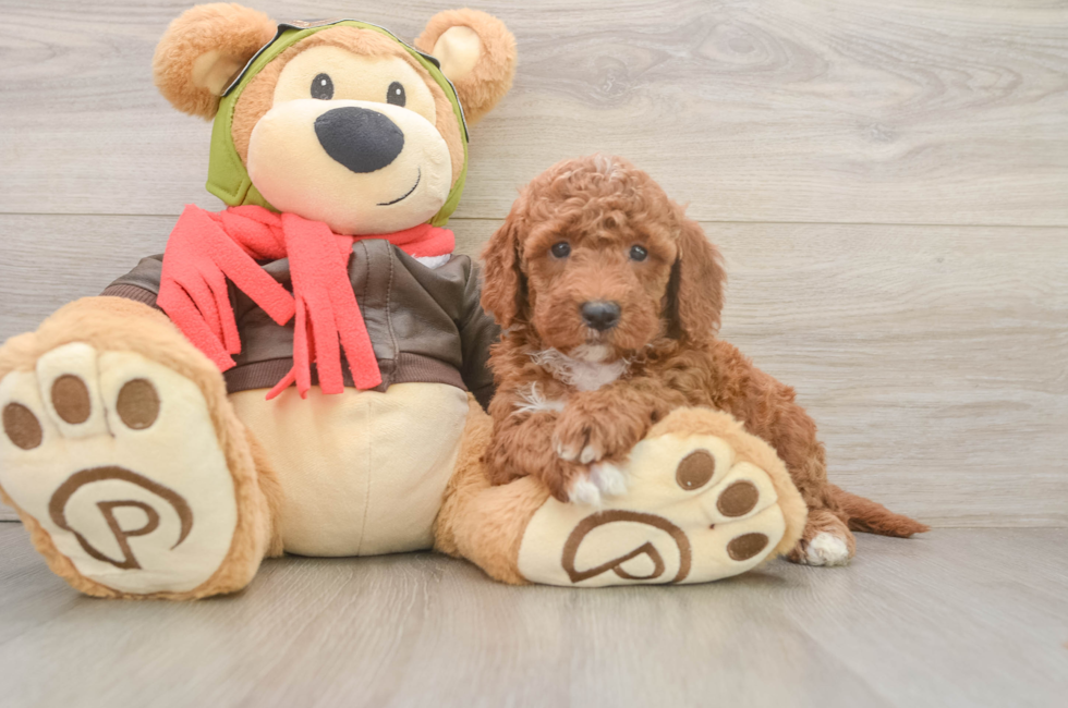 5 week old Mini Goldendoodle Puppy For Sale - Premier Pups