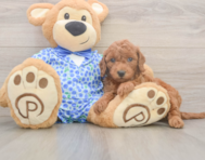 7 week old Mini Goldendoodle Puppy For Sale - Premier Pups