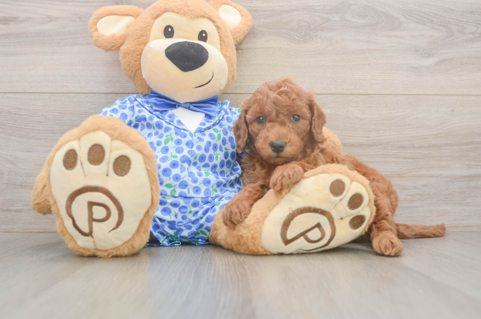 6 week old Mini Goldendoodle Puppy For Sale - Premier Pups
