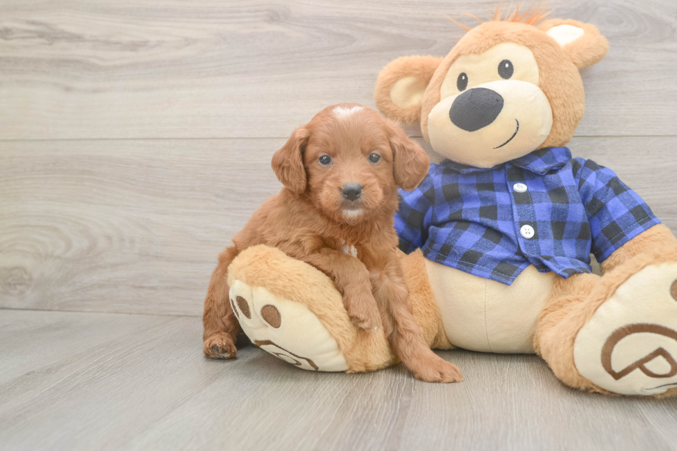 Meet Barrett - our Mini Goldendoodle Puppy Photo  2/3 - Premier Pups Little Mini Goldenpoo Poodle Mix Puppy