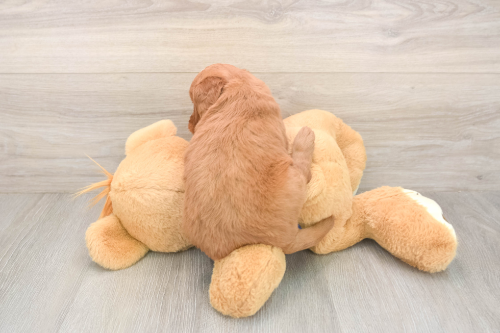 Meet Barrett - our Mini Goldendoodle Puppy Photo  3/3 - Premier Pups Smart Mini Goldendoodle Poodle Mix Pup