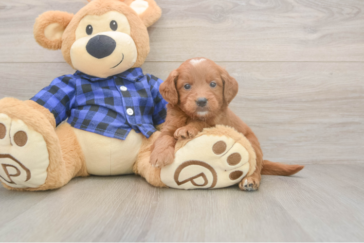 Mini Goldendoodle Puppy for Adoption