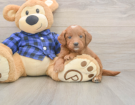 5 week old Mini Goldendoodle Puppy For Sale - Premier Pups
