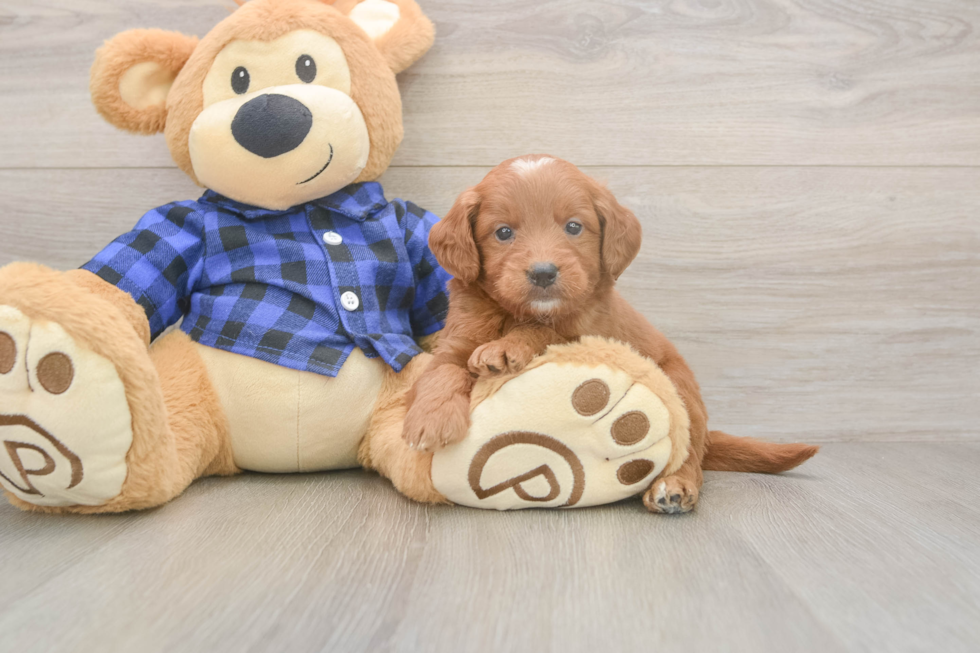 Meet Barrett - our Mini Goldendoodle Puppy Photo  1/3 - Premier Pups Mini Goldendoodle Puppy for Adoption