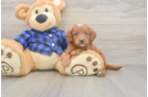 Meet Barrett - our Mini Goldendoodle Puppy Photo  1/3 - Premier Pups Mini Goldendoodle Puppy for Adoption