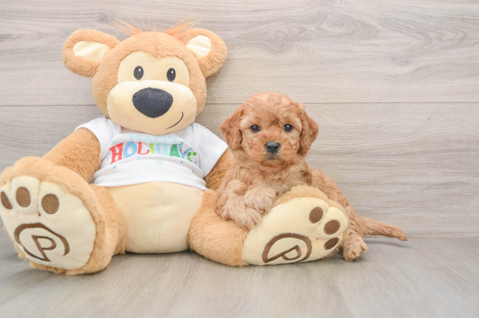 5 week old Mini Goldendoodle Puppy For Sale - Premier Pups