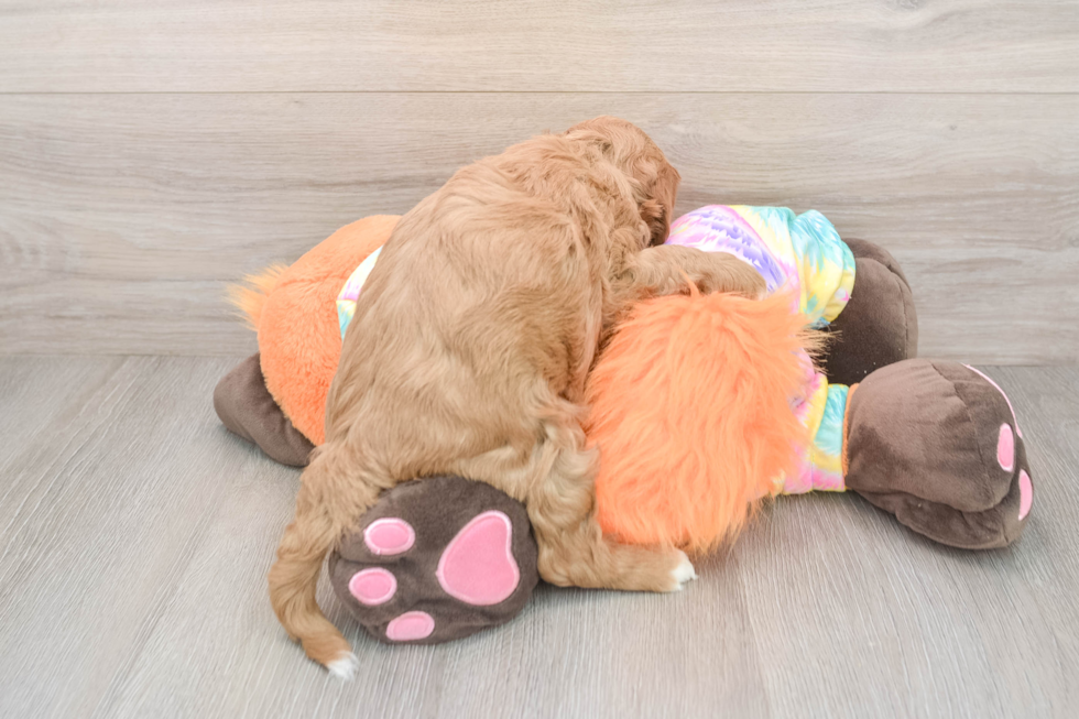 Mini Goldendoodle Pup Being Cute