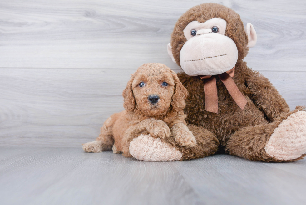 Best Mini Goldendoodle Baby