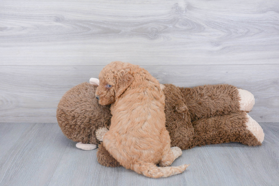 Mini Goldendoodle Puppy for Adoption