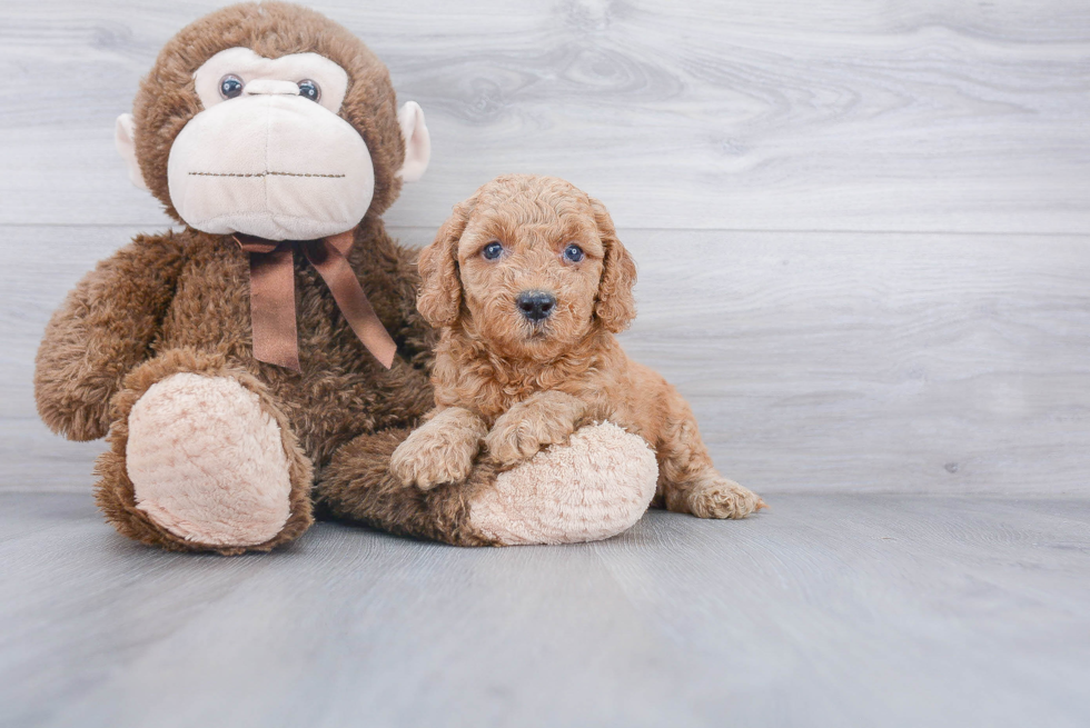 Friendly Mini Goldendoodle Baby