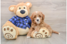 Little Mini Goldenpoo Poodle Mix Puppy
