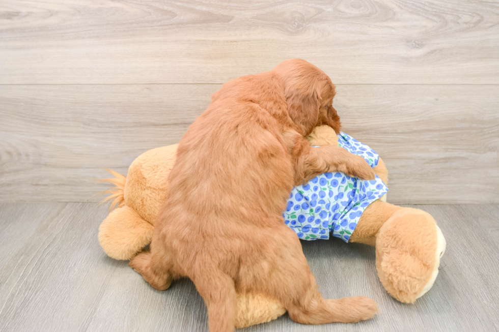 Adorable Golden Retriever Poodle Mix Poodle Mix Puppy