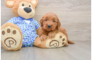 Adorable Golden Retriever Poodle Mix Poodle Mix Puppy