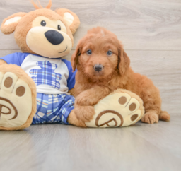 7 week old Mini Goldendoodle Puppy For Sale - Premier Pups