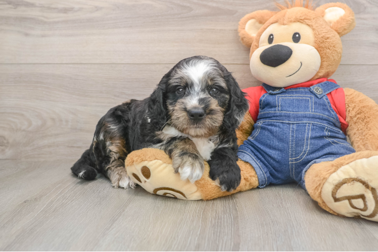 Mini Goldendoodle Pup Being Cute