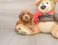 7 week old Mini Goldendoodle Puppy For Sale - Premier Pups