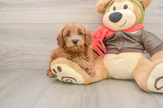 Happy Mini Goldendoodle Baby