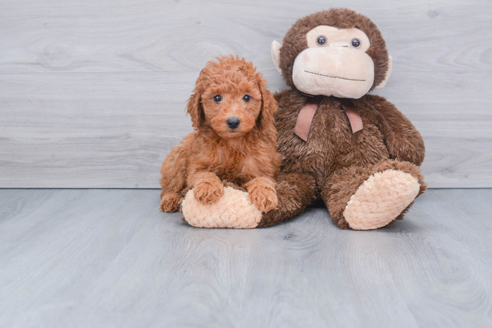 Fluffy Mini Goldendoodle Poodle Mix Pup