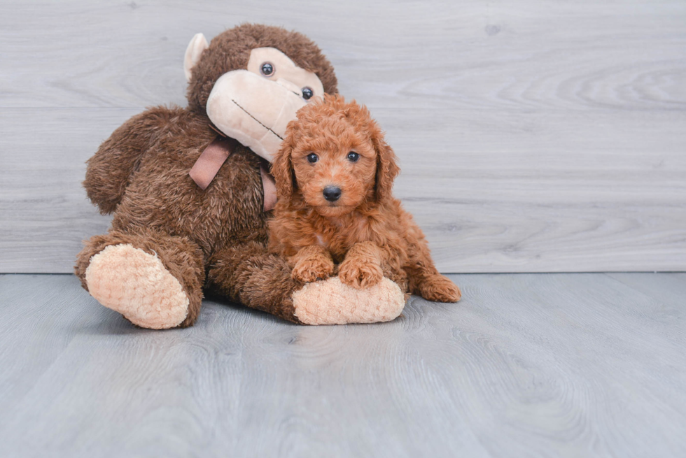 Adorable Golden Retriever Poodle Mix Puppy