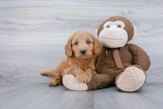 Adorable Golden Retriever Poodle Mix Puppy