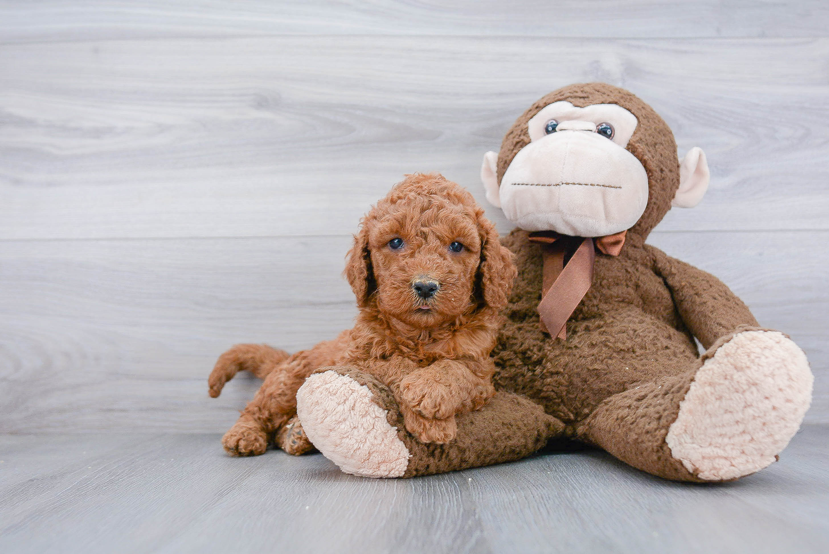 Mini Goldendoodle Puppy for Adoption