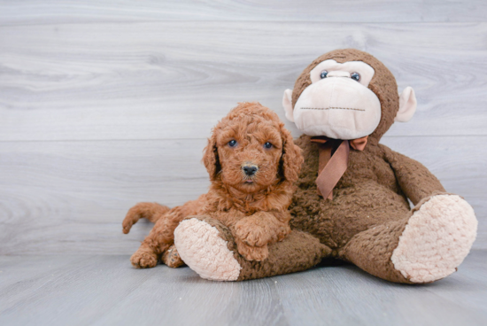 Mini Goldendoodle Puppy for Adoption