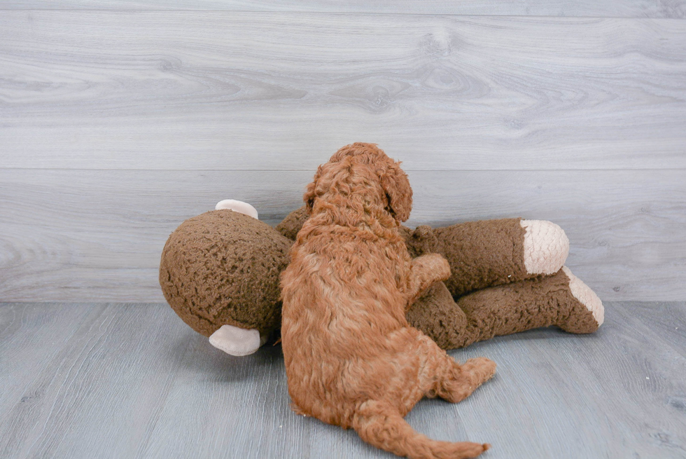 Playful Golden Retriever Poodle Mix Puppy