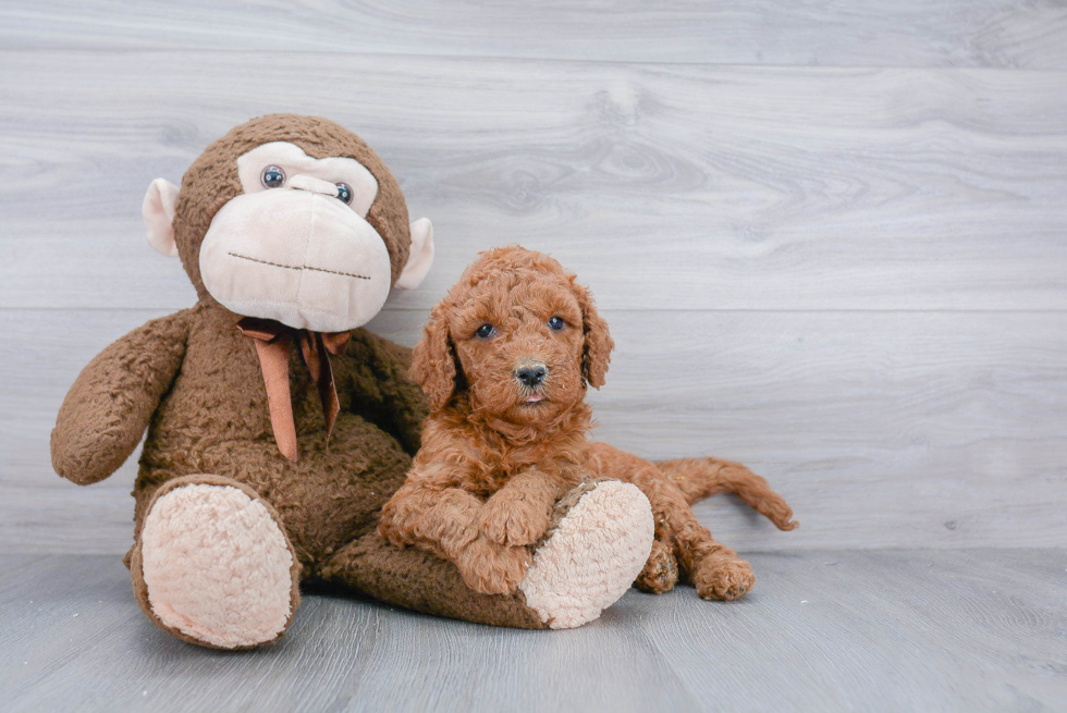 Funny Mini Goldendoodle Poodle Mix Pup