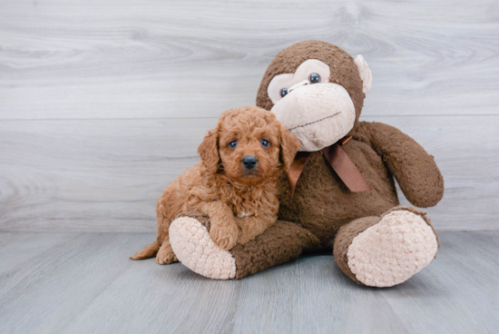 Little Golden Retriever Poodle Mix Puppy