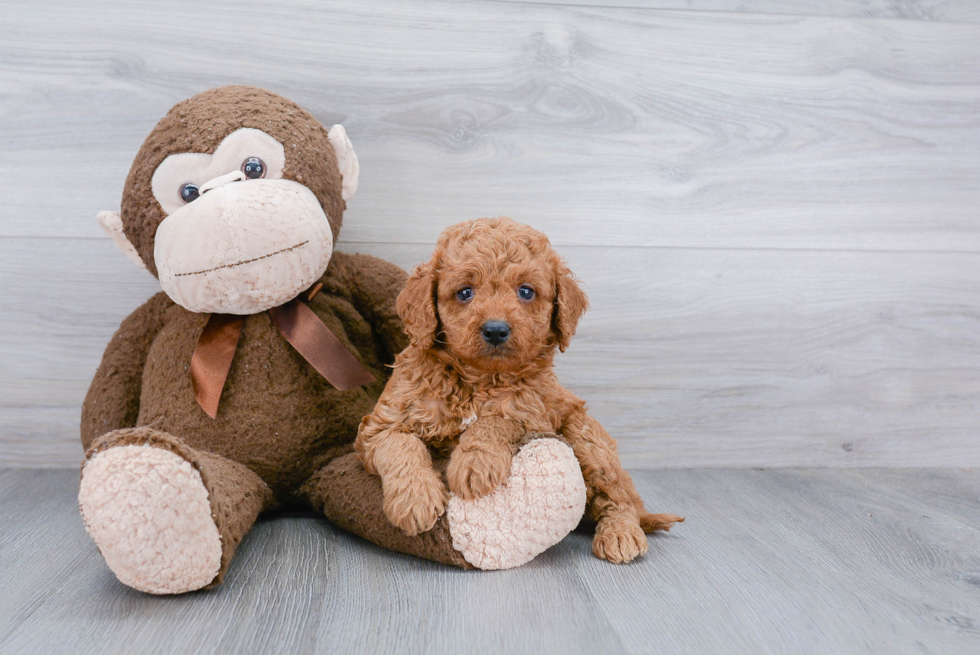 Popular Mini Goldendoodle Poodle Mix Pup