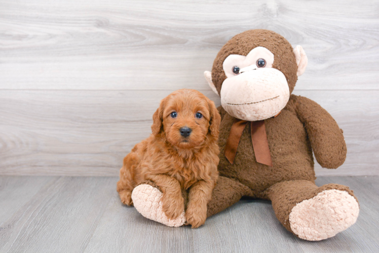 Funny Mini Goldendoodle Poodle Mix Pup