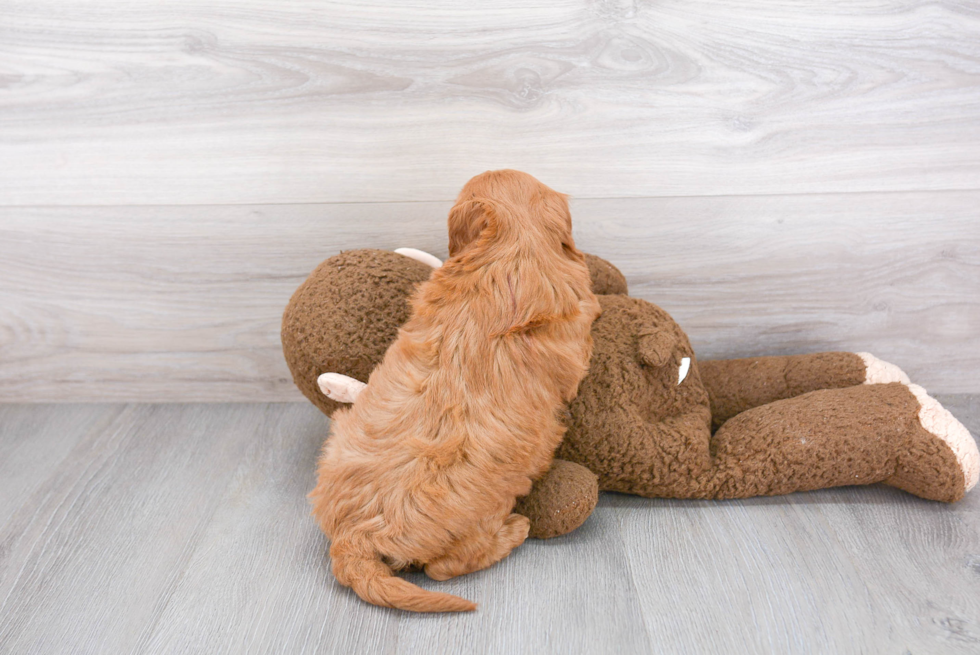 Best Mini Goldendoodle Baby