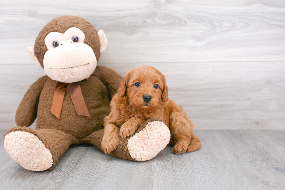 Mini Goldendoodle Pup Being Cute