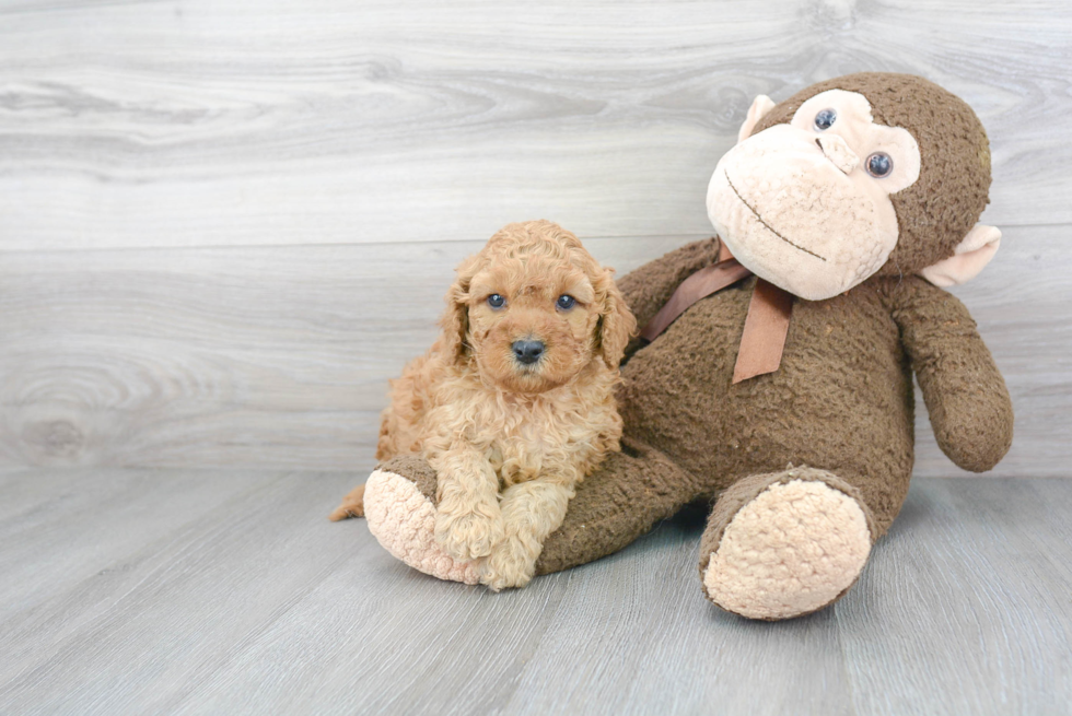 Mini Goldendoodle Pup Being Cute