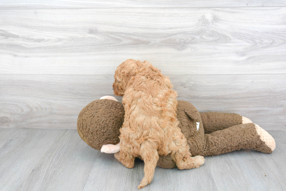 Mini Goldendoodle Puppy for Adoption