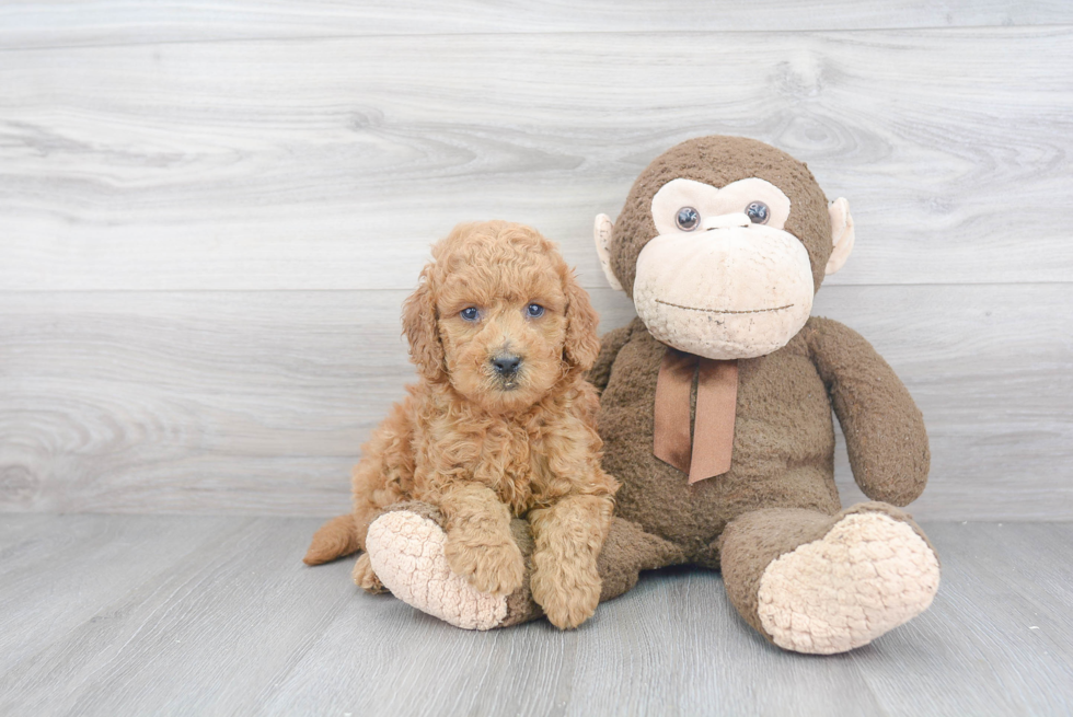 Popular Mini Goldendoodle Poodle Mix Pup