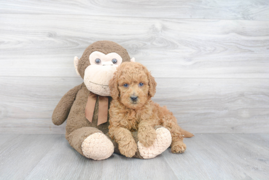 Mini Goldendoodle Pup Being Cute